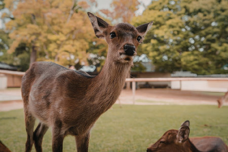 A deer standing in the green grass with another deer's head in the foreground, and trees with autumn...