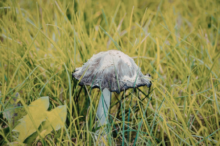 A large mushroom grows in a field of green grass with a leaf to the left. The mushroom has a white...