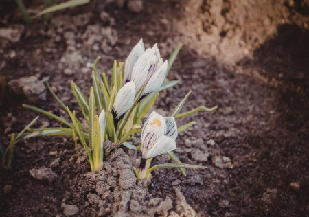 A close-up view of a small cluster of white crocus flowers with purple and yellow centers growing...