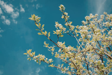 A tree branch with white flowers and green leaves against a bright blue sky with a few clouds.