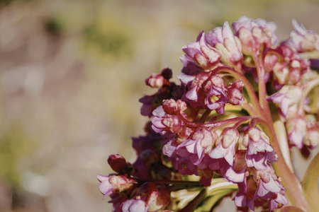 Beautiful pink flowers blooming in the garden
