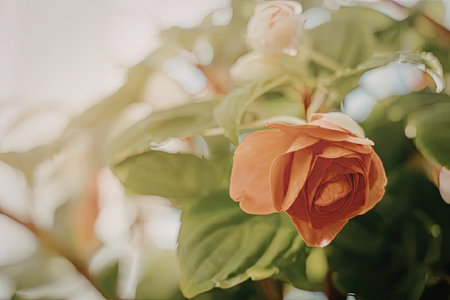 A close-up shot of a vibrant orange rose with lush green leaves and a blurred background, showcasing...