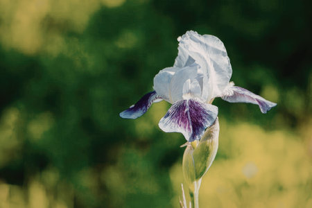 Beautiful purple and white iris flower in bloom