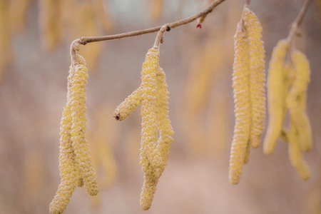 Beautiful yellow catkins hanging from a tree branch