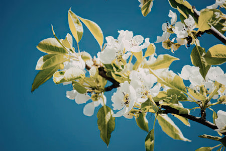 A close-up view of white flowers and green leaves on a tree branch against a clear blue sky.