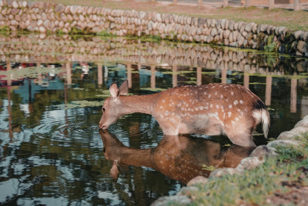 A deer is seen near a pond. The deer has a brown coat with white spots. The pond reflects the deer...