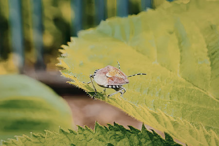 A small bug is sitting on the edge of a large green leaf, with a blurry background that appears to...