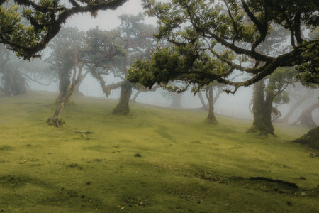 Foggy forest with lush green trees and grass