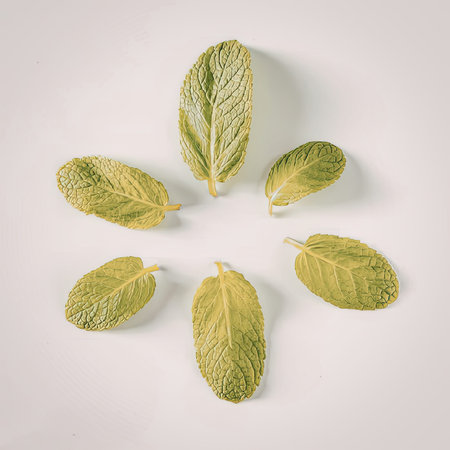 Fresh mint leaves arranged in a circular pattern on white background
