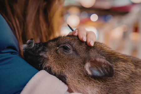 Gentle moments: woman petting a pig