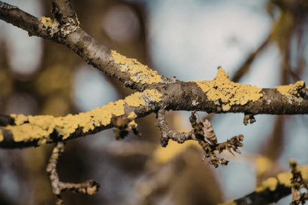 A close-up view of a tree branch covered in yellow lichen, with a blurred background of branches and...