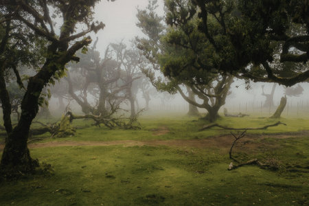 Misty forest landscape with trees and fog