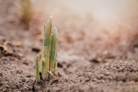 New life emerging from the ground with morning sunlight