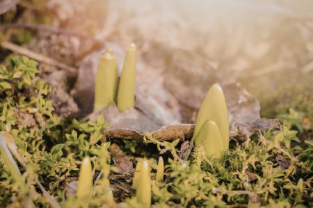 The image depicts a close-up view of green shoots emerging from the ground, surrounded by moss and...