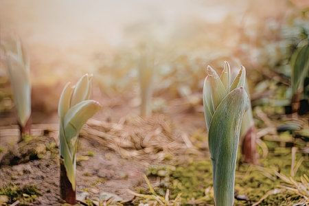 A serene image of young plants sprouting from the ground amidst a warm, sunny backdrop, symbolizing...