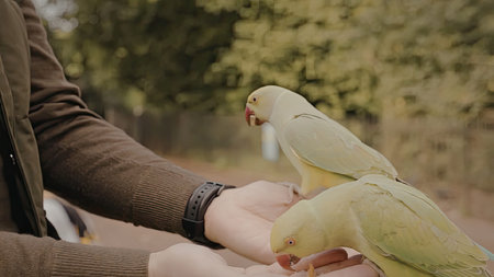 a person wearing a brown jacket and a black watch is holding two parrots on their hand