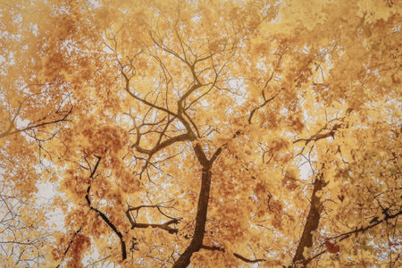 A stunning image of a tree's canopy during autumn, showcasing vibrant orange and yellow leaves with...