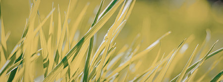A close-up view of vibrant green grass with dew drops, showcasing its texture and freshness.