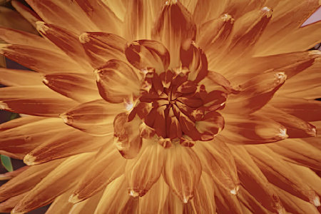 Vibrant orange flower closeup with delicate petals and center detailsの写真素材