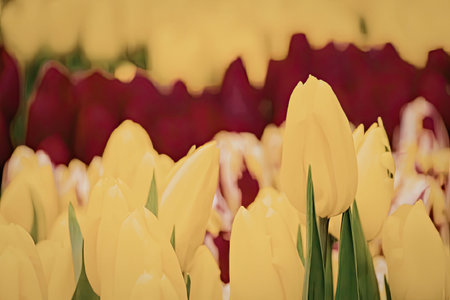 A close-up view of vibrant yellow tulips with red and yellow tulips in the background, showcasing...