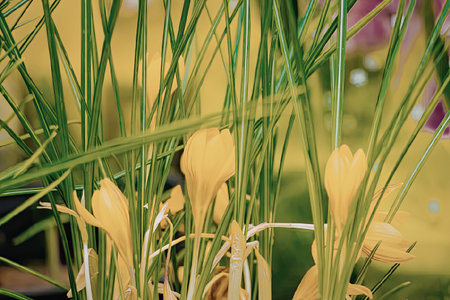 A close-up view of bright yellow flowers surrounded by long green grass blades, showcasing a natural and serene scene.の写真素材
