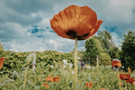 A close-up shot of a vibrant red poppy standing tall in a lush green field with other poppies and...