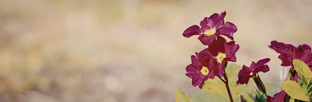A close-up view of vibrant pink flowers with yellow centers, set against a blurred background of...