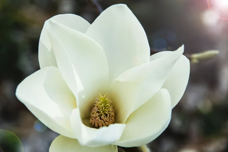This image features a large, white flower with a yellow center, likely a magnolia, set against a blurred background with hints of greenery and sunlight.の写真素材