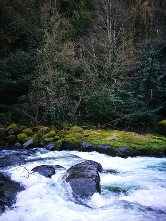 A river with white water flowing over rocks in a forest.