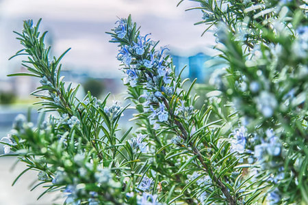 A close-up view of a rosemary plant with small blue flowers and green leaves, set against a blurred background.の写真素材
