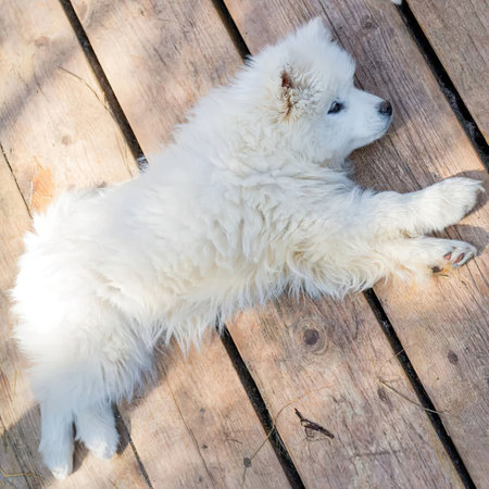 A fluffy white dog lies on a wooden deck, looking relaxed and comfortable in the sun.の写真素材