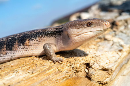 a small lizard on a rock with a blue backgroundの写真素材