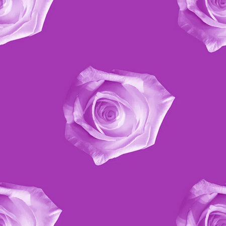 A seamless pattern of light purple roses on a solid purple background. The roses are in full bloom and have a soft, delicate appearance.の写真素材