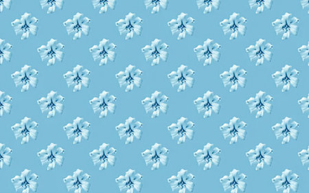 A light blue background with a repeating pattern of small white flowers.の写真素材