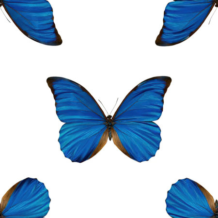 A vibrant blue morpho butterfly with its wings spread, surrounded by four close-up views of its...