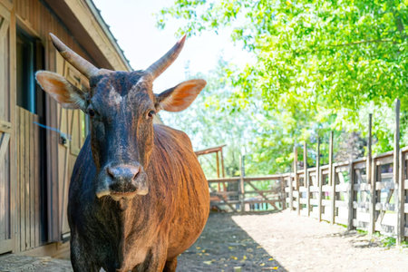 A brown cow with horns stands in front of a wooden barn, looking directly at the camera. The cow has...