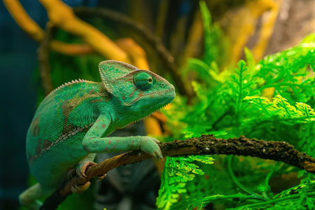 A green chameleon with brown stripes sits on a branch surrounded by vibrant green and yellow foliage, showcasing its unique features and natural habitat.の写真素材