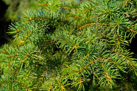 A close-up view of green pine tree branches with needle-like leaves.