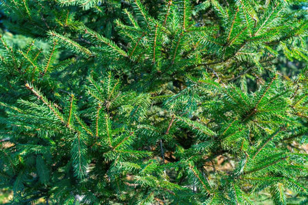 The image shows a close-up view of green pine tree branches with needle-like leaves.