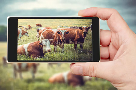 A hand holding a smartphone displaying a photo of cows in a green field, with more cows grazing in the background.の写真素材