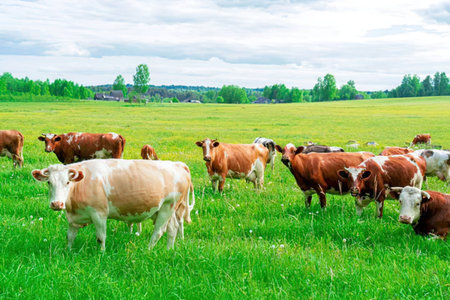 A herd of cows grazing in a lush green field under a cloudy skyの写真素材
