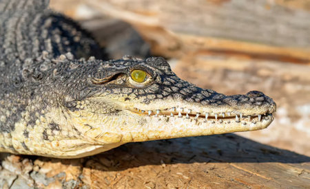 A close-up of a crocodile's head as it rests on a rocky surface, showcasing its textured skin and...