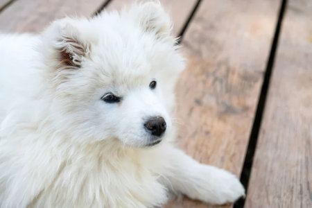 A white puppy with fluffy fur lies on a wooden deck, looking to the side with its front paw...