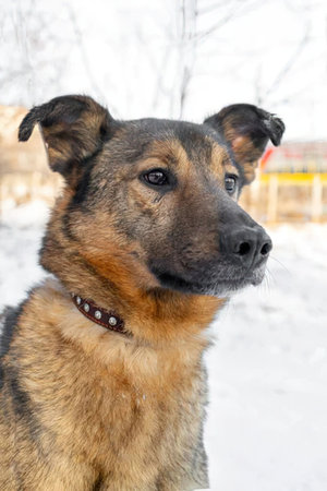 A dog with a brown and black coat and a studded collar is shown in a winter landscape.