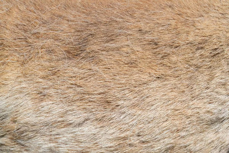 A close-up view of a fur texture, likely from an animal, showcasing its natural color and pattern.