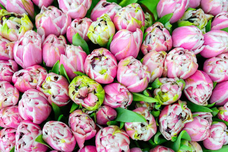 A close-up view of a bunch of pink tulips with green leavesの写真素材