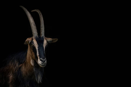 A close-up portrait of a goat with distinctive horns and markings on its face, set against a dark...