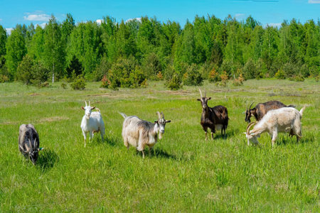 A group of goats grazing in a lush green field with trees in the backgroundの写真素材