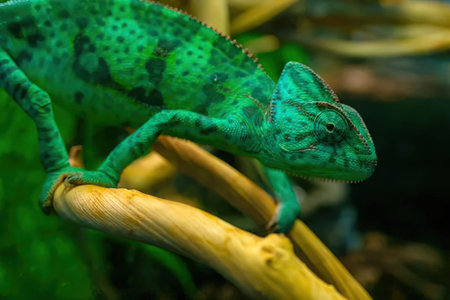 A vibrant green chameleon with dark spots and stripes is perched on a light brown branch, showcasing its unique features and colorful appearance.の写真素材