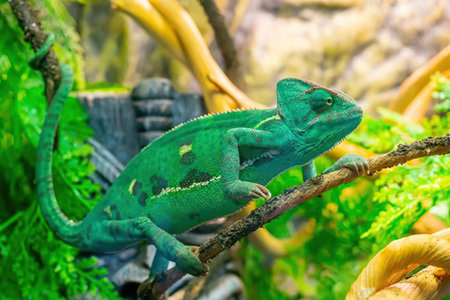 A vibrant green chameleon is perched on a branch, showcasing its unique features and colorful appearance in a lush environment.の写真素材